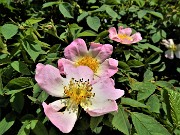 77 Bella chiusura floreale con una splendida Rosa canina